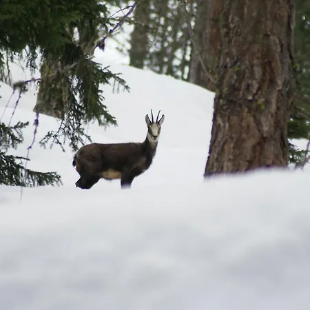 Boule De Neige 3* Rhêmes-Notre-Dame