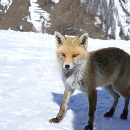 Boule De Neige 3* 레메스-노트르-담