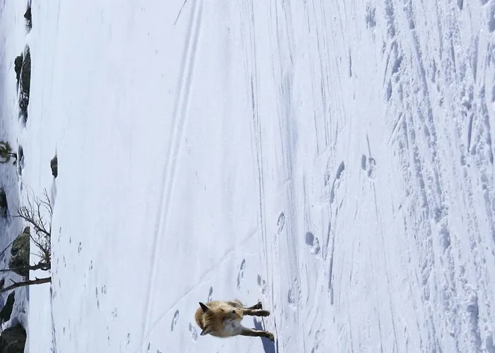 Boule De Neige Hotel