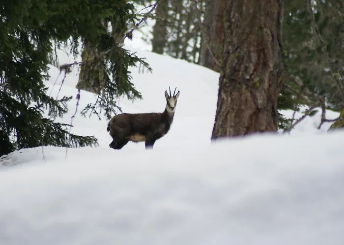 Boule De Neige 3* Rhemes-Notre-Dame