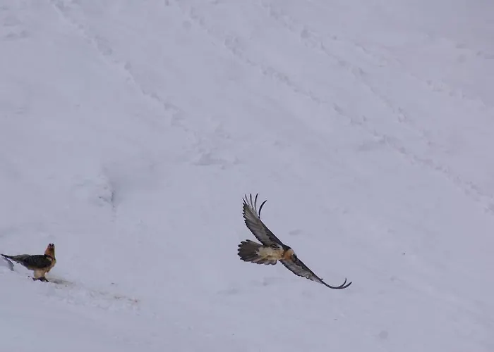 Boule De Neige Hotel